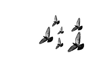 flying pigeon PNG, pigeon PNG, pigeon isolated on white transparent background