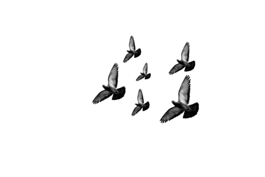 flying pigeon PNG, pigeon PNG, pigeon isolated on white transparent background - Powered by Adobe