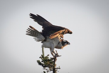 Osprey in Maine