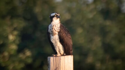 Osprey in Maine
