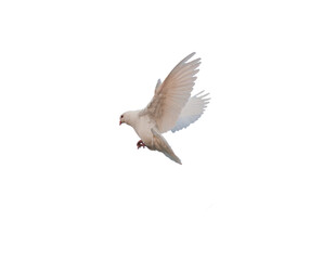 white pigeon PNG, flying pigeon png, bird flying