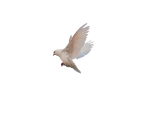 white pigeon PNG, flying pigeon png, bird flying
