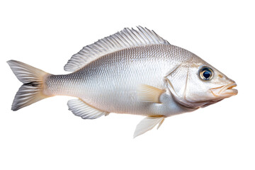 A white fish with detailed scales, isolated on a transparent and white background, PNG