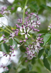 Blossom of Melia azedarach, ornamental decorative tree, commonly known as the chinaberry tree, Pride of India, bead-tree, Cape lilac, syringa berrytree, Persian lilac, Indian lilac