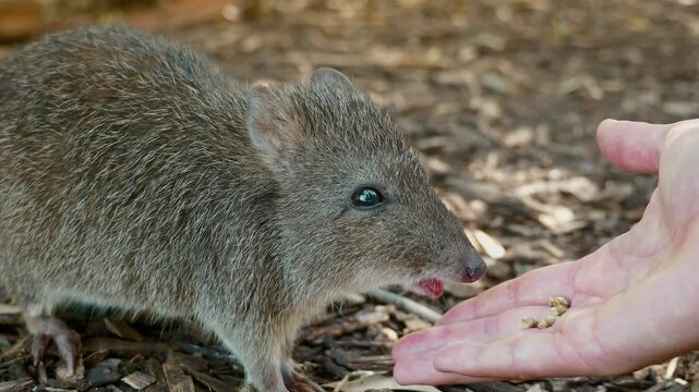 Long-nosed potoroo, Potorous tridactylus, species of potoroo. These small marsupials are part of the rat-kangaroo family. Animal in the natutre habitat, feeding fungi in dark forest. Mammal Australia.