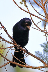 male Shiny Cowbird (Molothrus bonariensis) perched in the middle of the vegetation