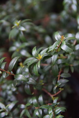 Foliage of Myrtus (commonly called myrtle) is a genus of flowering plants in the family Myrtaceae.