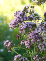 Bouquet of Origanum vulgare, Oregano, sweet marjoram,  wild marjoram