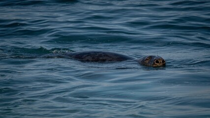 Fototapeta premium Seals in Gulf of Maine