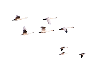 flock of birds png, group of birds flying png