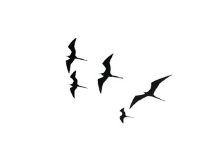 Frigatebird birds png. flying birds Png, grop of birds , birds isolated on white transparent background