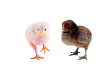 two little chicken PNG, baby chickens, chiks isolated on white background.png