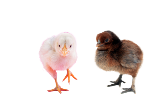 two little chicken PNG, baby chickens, chiks isolated on white background.png