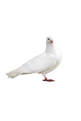 white dove PNG, white pigeon isolated on white transparent background.png 