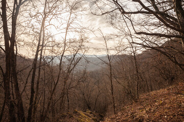 Obraz premium End of winter landscape in Vrelo Grze, Serbia, showing a barren forest with leafless trees and a tranquil, overcast sky.