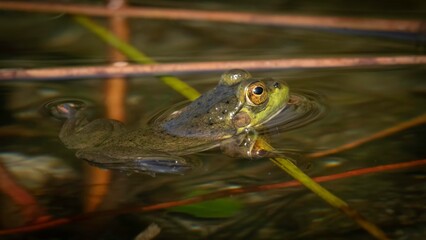 Frog in Acadia National Park