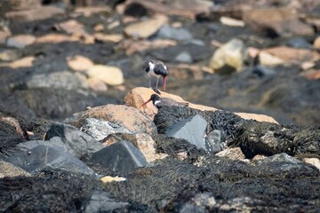 American Oystercatcher