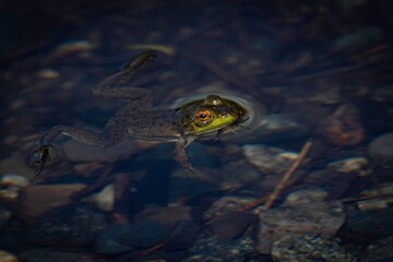 Frog in Acadia National Park