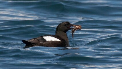 Black Guillemot with catch of the day