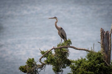 Great Blue Heron