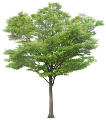 Tree on transparent background, real tree green leaf png file