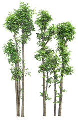 Bamboo tree on transparent background, real bamboo tree green leaf png file