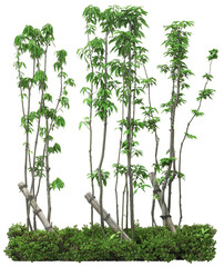 Bamboo tree on transparent background, real bamboo tree green leaf png file