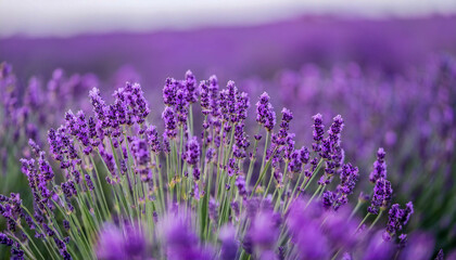 Naklejka premium Lavender field