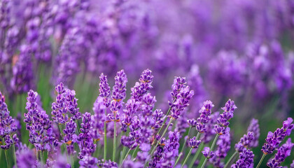 Obraz premium Lavender field