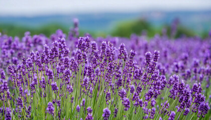Naklejka premium Lavender field