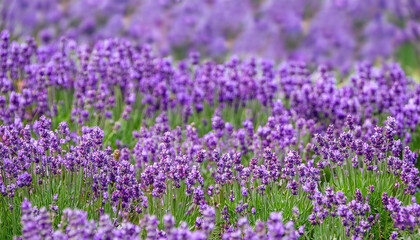 Fototapeta premium Lavender field