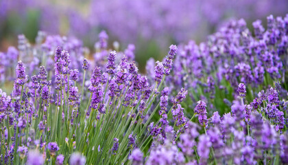 Obraz premium Lavender field