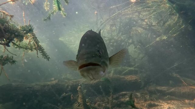 Extreme close-up of a black bass looking at the camera, then turning to the side. Check the gallery for similar footages.