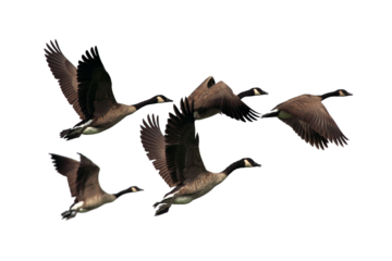 group of geese PNG, geese PNG, geese isolated on white transparent background