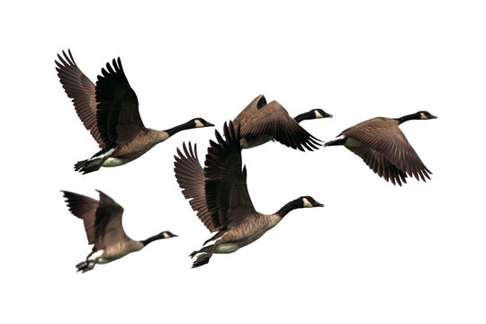 group of geese PNG, geese PNG, geese isolated on white transparent background