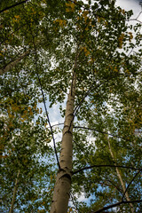 Forest trees. Nature green wood sunlight backgrounds. Travel concept. High quality photo.