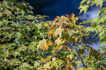 The first hints of autumn as the leaves begin to turn yellow.