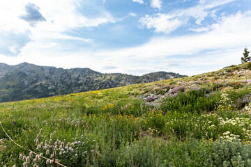 Spring wildflower hills on top of mountain range, albion utah