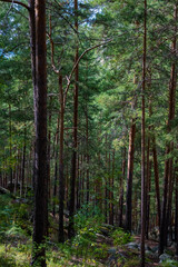 Forest trees. Nature green wood sunlight backgrounds. Travel concept. High quality photo.