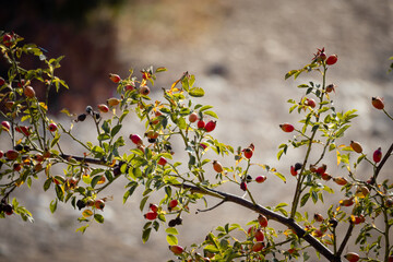 The red berries of rose hips in the field, the collection of medicinal plants on a sunny day and...