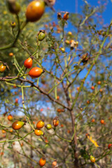 The red berries of rose hips in the field, the collection of medicinal plants on a sunny day and blue sky