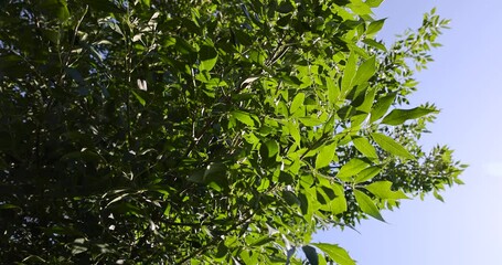 the green foliage of the ash tree in the summer, the beautiful foliage of the ash tree in sunny weather