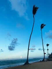 silhouette of palm trees 