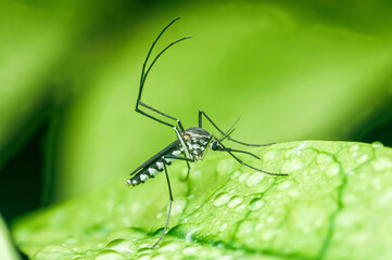 Mosquito on green leaf with raindrops.