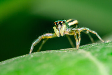 Jumping spider on green leaf.