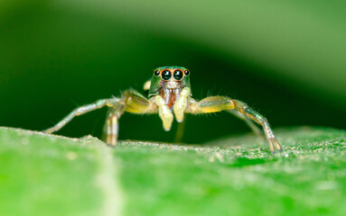 Jumping spider on green leaf.