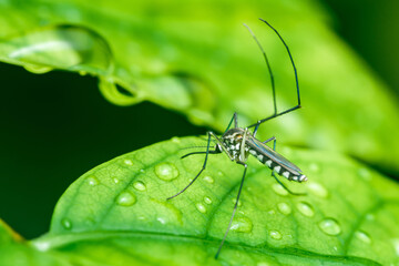 Mosquito on green leaf with raindrops.