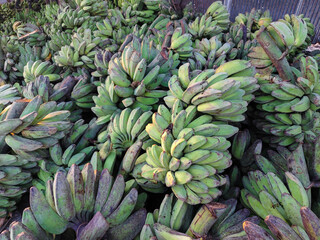 pile of unripe green bananas. In Indonesia it is called pisang gepok