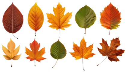 Collection of Autumn Leaves Isolated on Transparent Background.