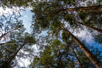 Forest trees. Nature green wood sunlight backgrounds. Travel concept. High quality photo.